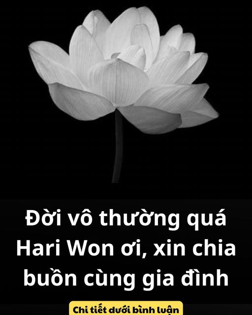 Đời vô thường quá Hari Won ơi, xin chia buồn cùng gia đình